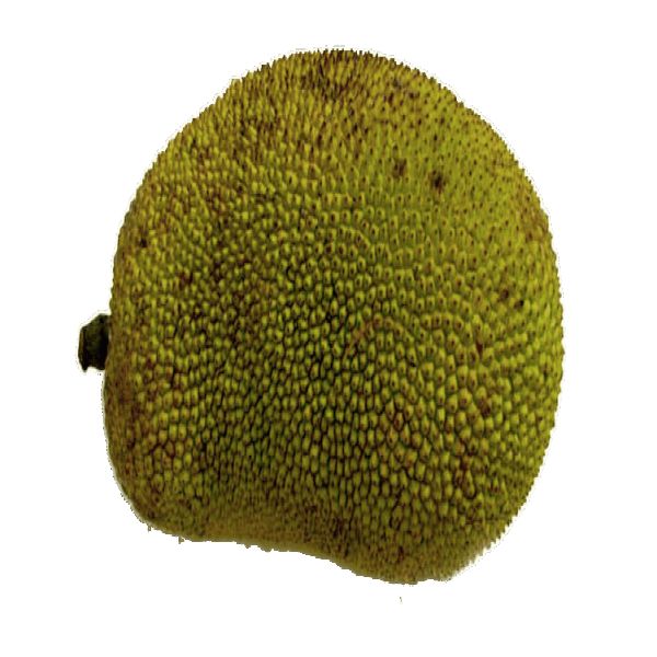 Jackfruit  - कटहल