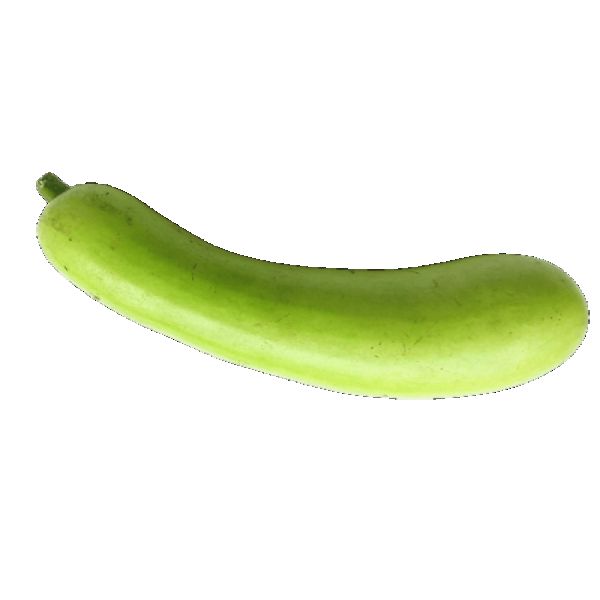 Bottle Gourd - लवकी