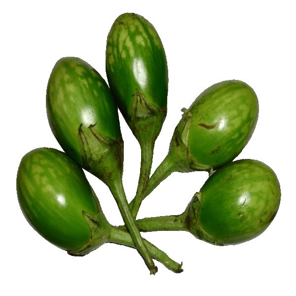 Brinjal - बैगन