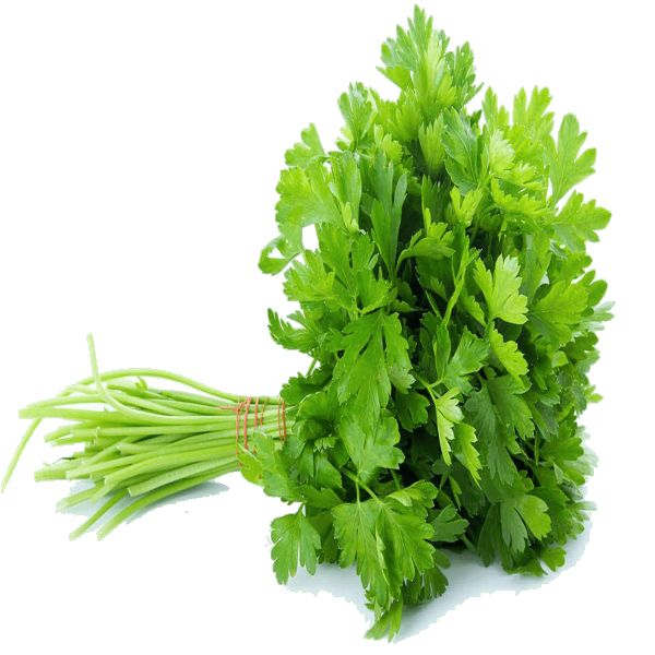 Coriander Green - धनिया - हरा