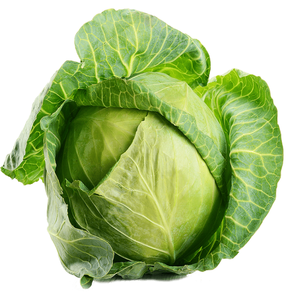 Cabbage - पत्तागोभी